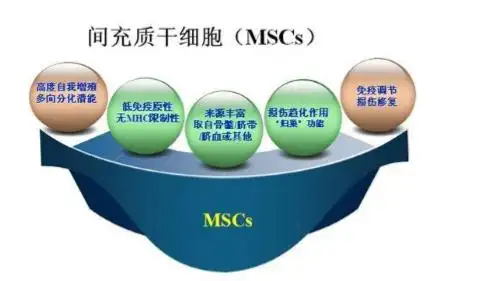 间充质干细胞优势