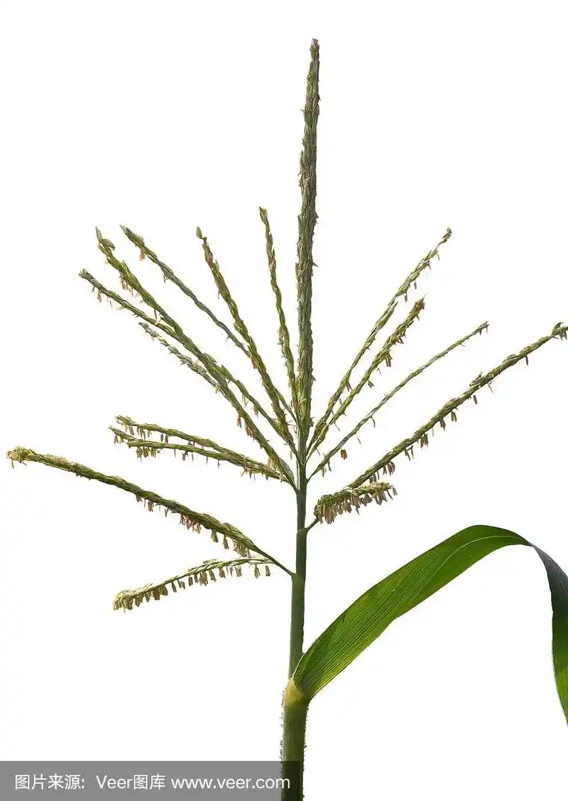 玉米的雄花孤立在白色上