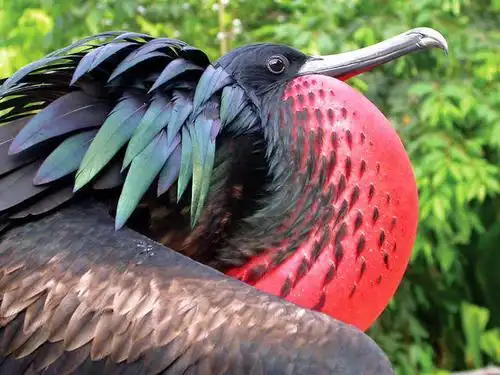 与它们的体重相比,军舰鸟科的成员有着鸟类中最大的翼展,因此它们可以