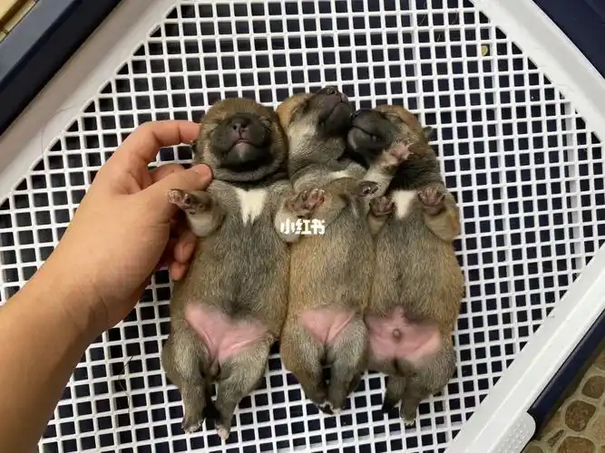刚出生五天的柴犬宝宝