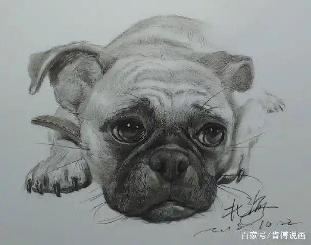 素描教程丨动物素描之楚楚可怜的斗牛犬