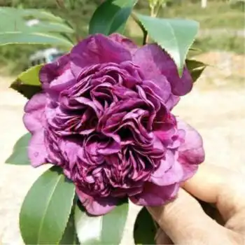 盆栽茶花苗 山茶花苗绿植花卉盆栽茶花苗南北方种植耐寒植物 茶花树苗