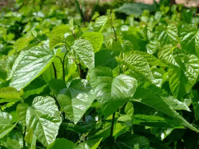 【jpg】绿油油的桑田