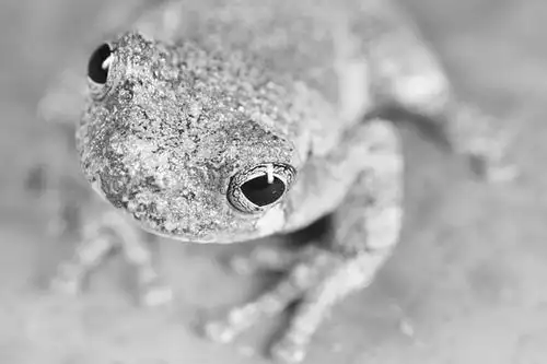 青蛙可快速进化出农药抗性