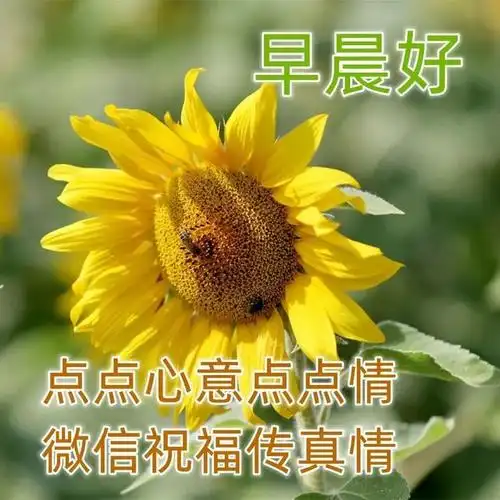 最美早上好祝福图片温馨带字 微信清晨早上好问候语