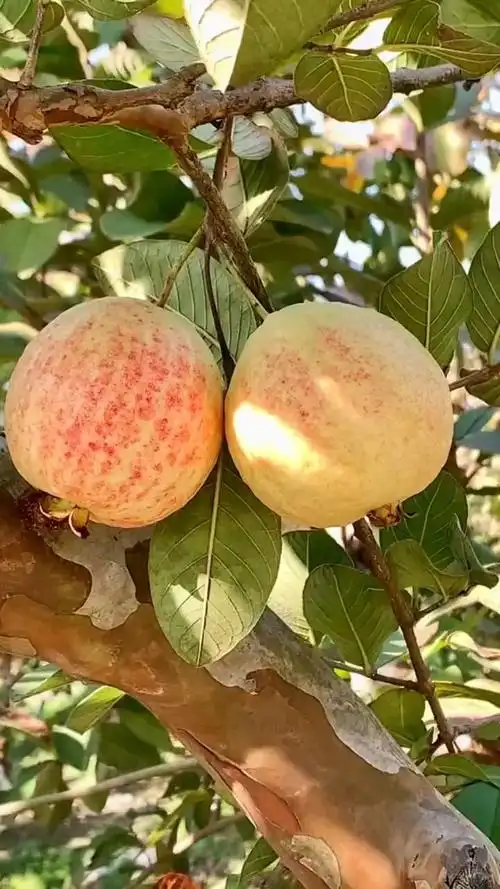 番石榴届的天花板,胭脂红番石榴