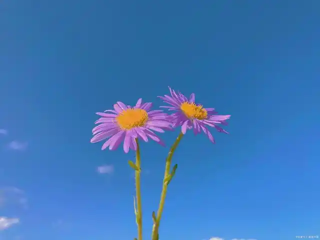 心若向阳,处处是晴天