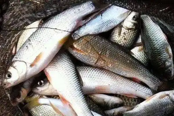 淡水雅罗鱼多少钱一斤雅罗鱼多少钱一斤东北雅罗鱼多少钱一斤新疆哈巴