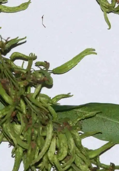 根据史料记载,咸丰六年(1856年),五谷树的果实呈现蛙骨形,果然当年