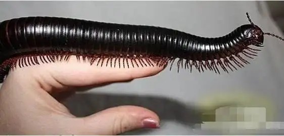 世界上最大的马陆,远古巨型马陆(体长达3米)