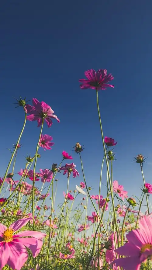壁纸 桃红色花,波斯菊,蓝天 5120x2880 uhd 5k 高清壁纸, 图片, 照片