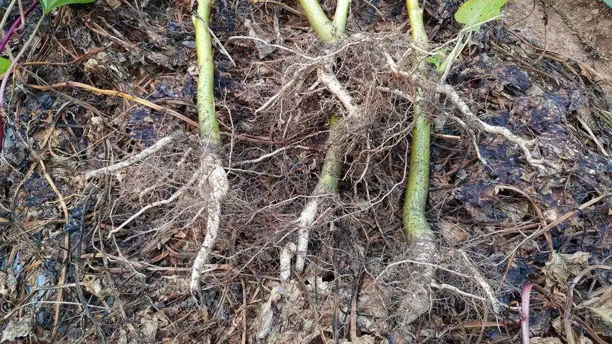 秋季容易咳嗽,收好蔬菜的一种根,熬水喝效果好使