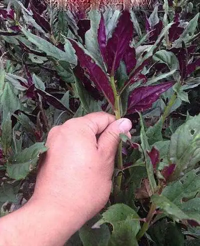 农村有种菜叫"血皮菜"怪不得男女都喜欢,你吃过吗?