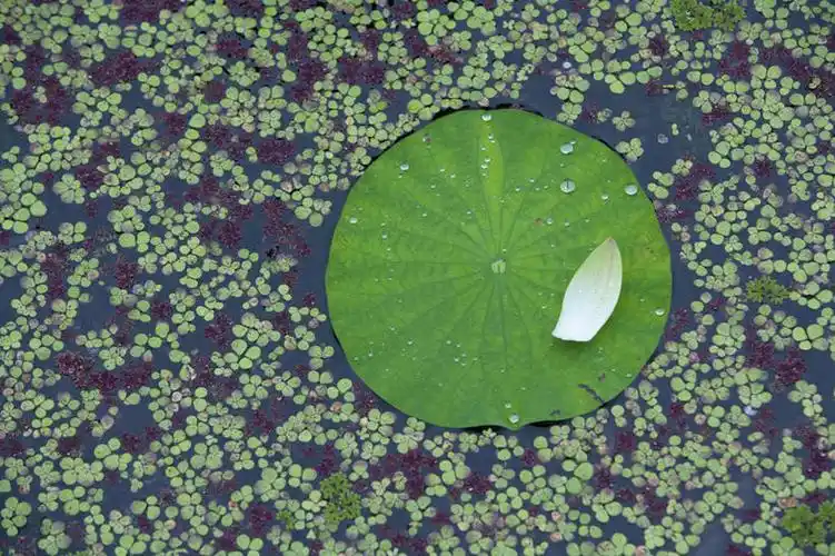 室外,特写,白天,美景,叶子,一片,阴影,光线,影子,池塘,景观,水池,荷叶