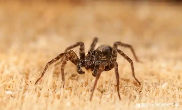 家里的普通蜘蛛有毒吗?被以下三种蜘蛛咬伤后,请及时送医院救治