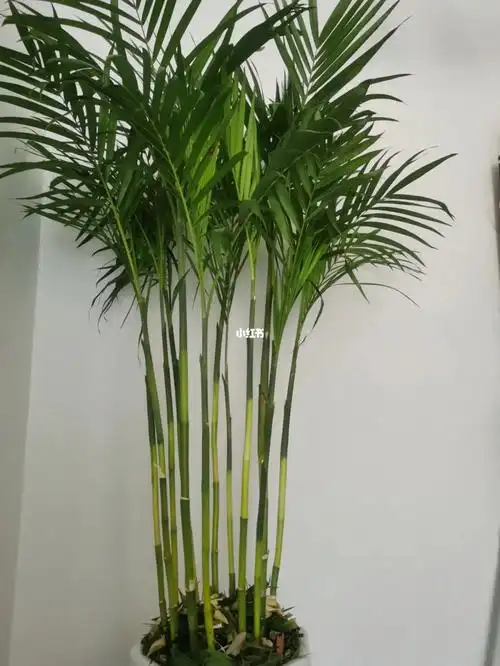 自习室竹子修剪