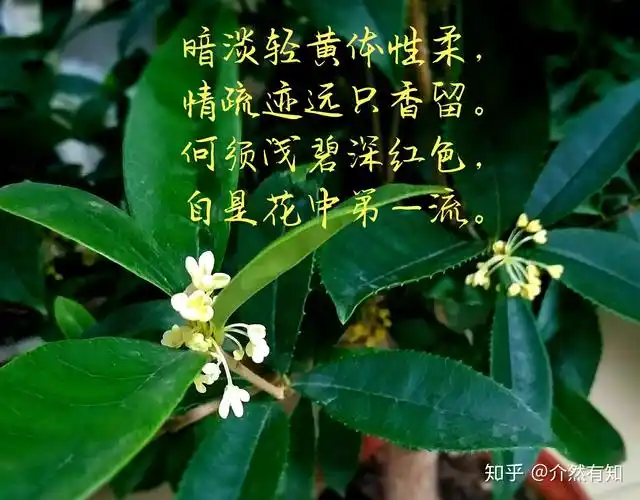 古代写花诗句(古代写花诗句有哪些)