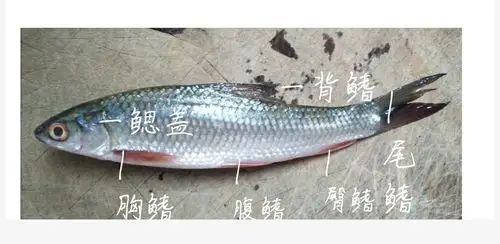 鱼鳍在鱼的游泳中起到协调作用