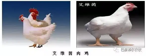 是美国艾维茵国际禽场有限公司培育的品种.