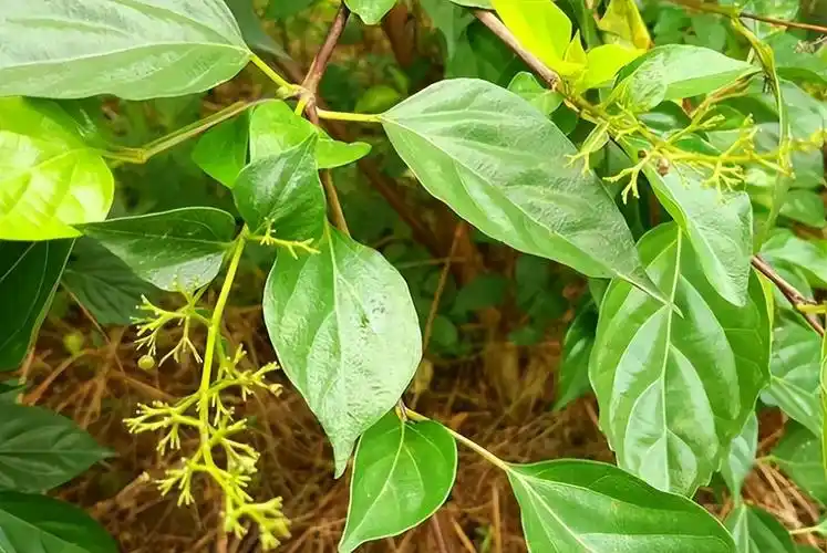 臭黄荆:被名字耽误的植物,接下来的6月有两种美食离不开它