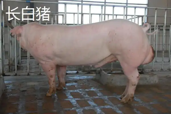 长白和大白猪耳朵区别长白猪可以做母猪吗