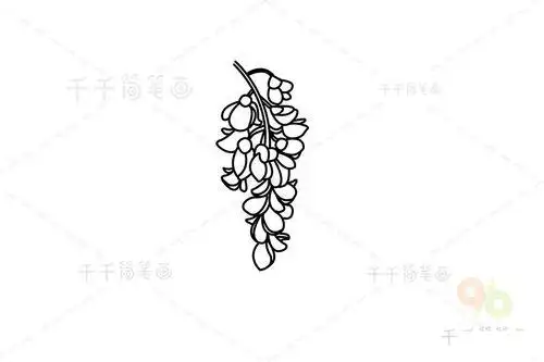 的洋槐花简笔画图片槐花怎么画简笔画简单的漂亮的关于枚槐花的简笔画