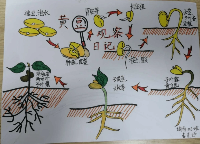 触碰自然描绘乐趣实小集团第十八届读书节之自然笔记大赛优秀作品展