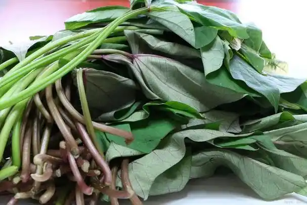 红薯叶的功效与作用 红薯叶的营养价值和使用方法