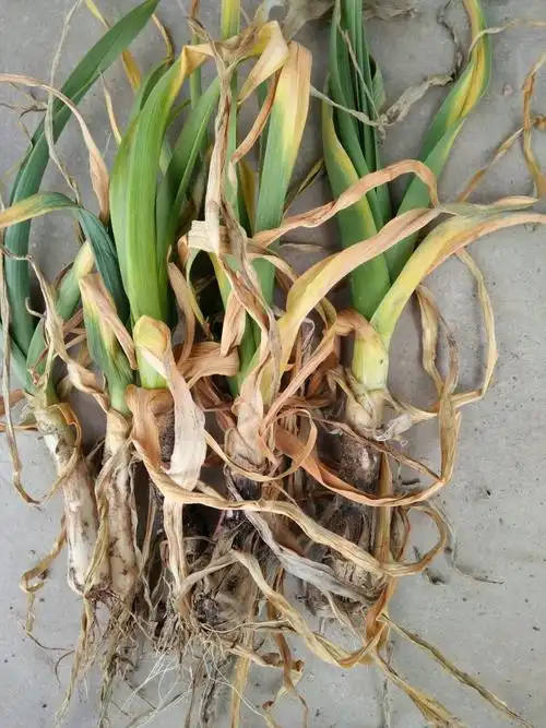 请专家这是大蒜什么病