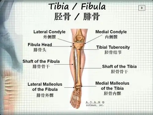 健身训练必懂:三分钟了解人体主要骨骼