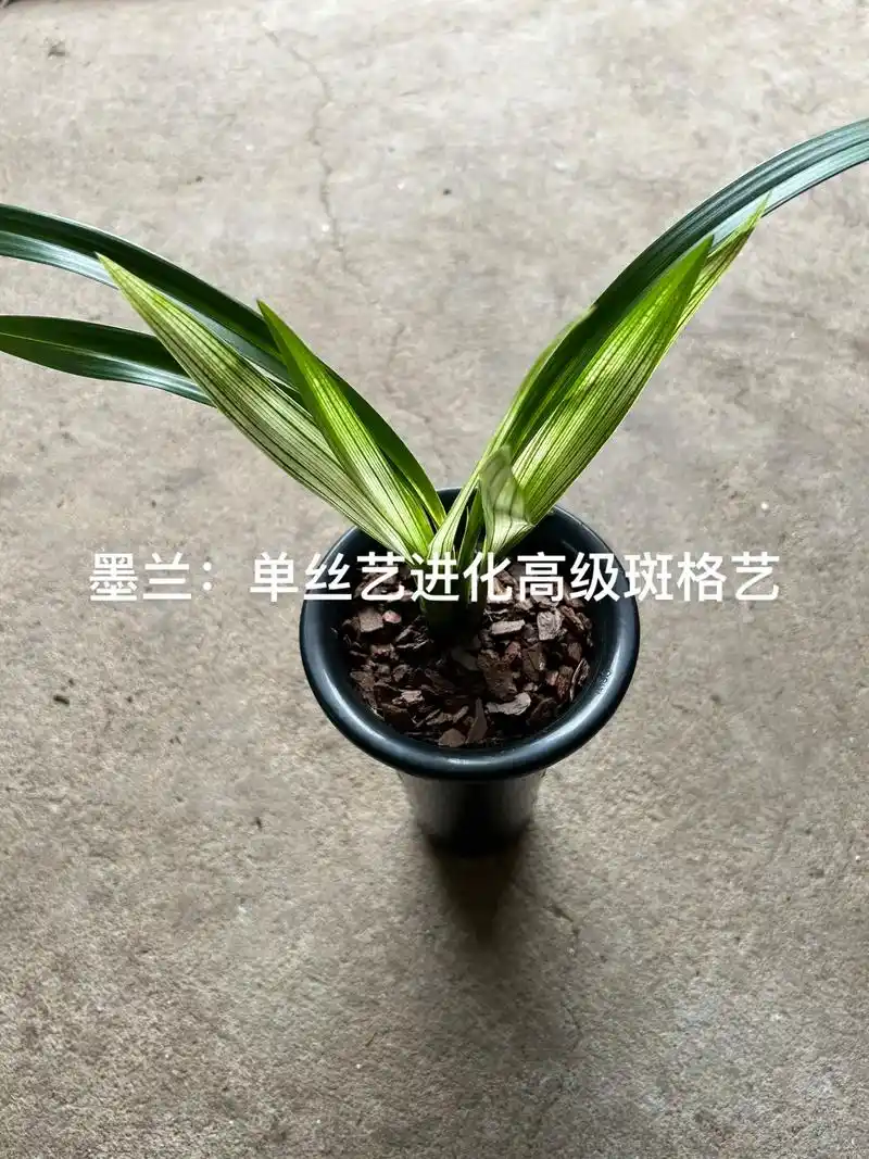 墨兰:资源草,中矮种,暗格艺进化后明斑格艺,叶色明亮青白分明 - 抖音