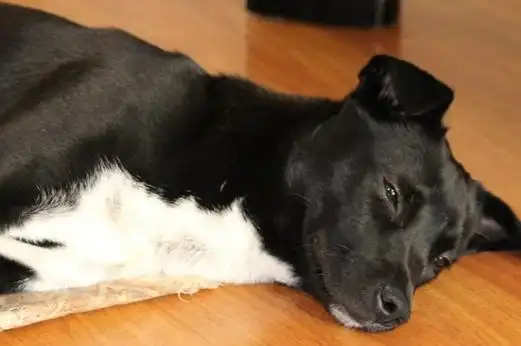 黑狗白胸膛不死主人旺是什么意思 什么长相的狗狗招财