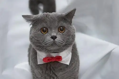 关注  可爱 灰色 卖萌 萌宠 暹罗猫 评论 收藏