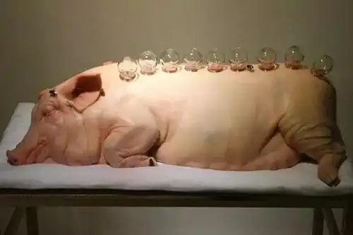 搞笑段子:给,"猪","拔罐",是什么感觉.