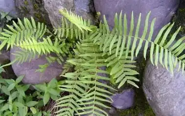 地蜈蚣草的功效与作用