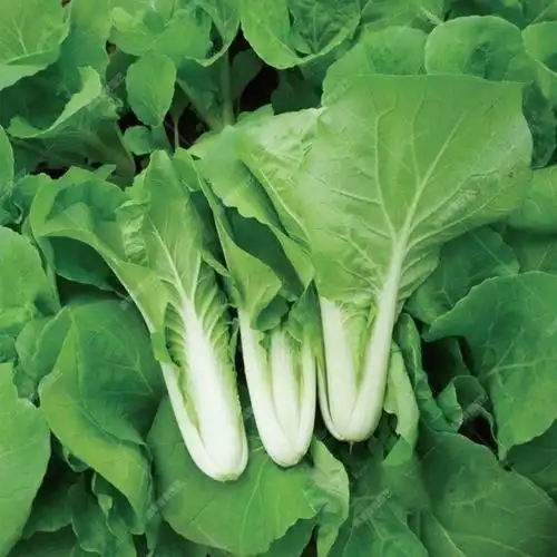 山东新鲜蔬菜沙拉菜叶菜类小青菜四季快菜小白菜舌尖戏水4斤