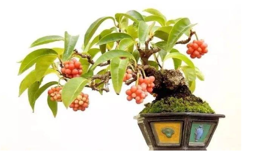 盆栽五味子,如何好看又好吃?