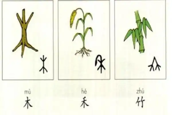竹的象形字