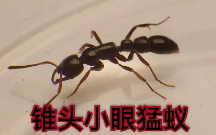 3月10日的锥头小眼猛蚁