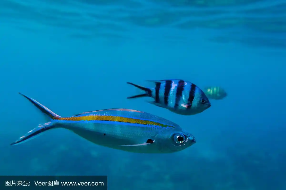 深的,海洋,热带鱼,蓝色,三只动物