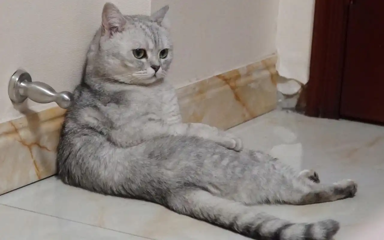 活动  英短银渐层 绝育1年了…竟然把我的右手当作那个"它"!