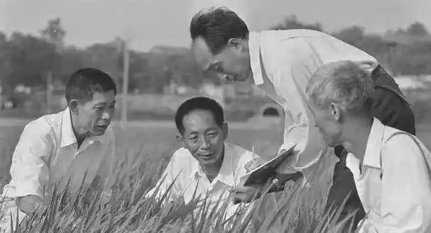 为何袁隆平三次落选中科院院士,却是美国科学院院士?_杂交_中国_水稻