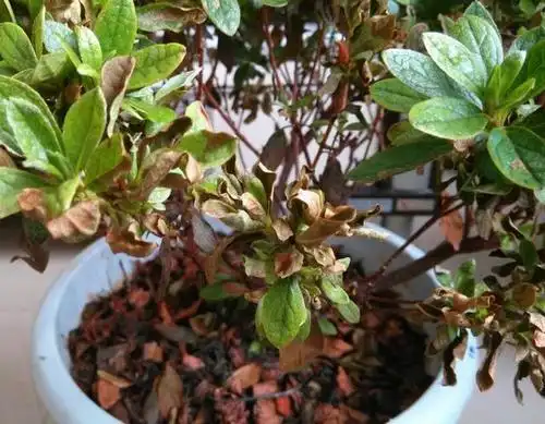 杜鹃花总发生的黄叶,原来是这些病虫害在作祟,你需要掌握这几点