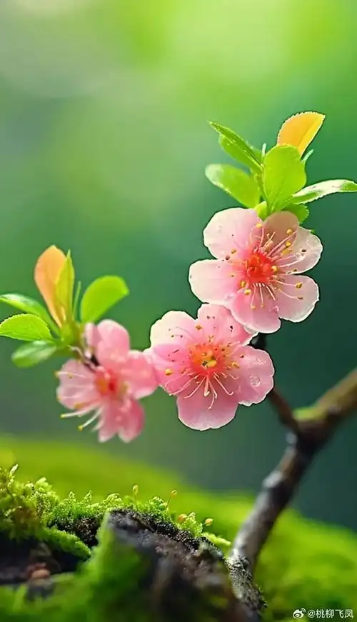 喵咪文学社超话#国学#  桃花,那一树的嫣红,像是春说的一句话;  朵朵