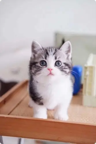 矮脚美短加白猫