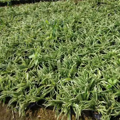 花叶山麦冬园林绿化地被植物 花海景观美化观赏绿植