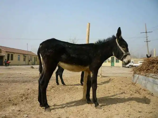肉驴养殖技术养10头肉驴一年的利润 什么地方有养驴基地