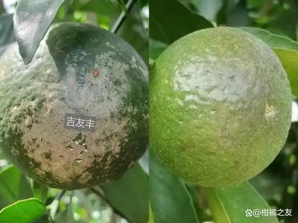 柑橘白癞病和锈壁虱症状开始出现时,如何防治防止大爆发?