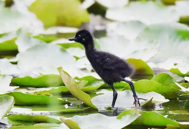 白面水鸡的成长历程,别人家的孩子,看它们吃着吃着就长大了