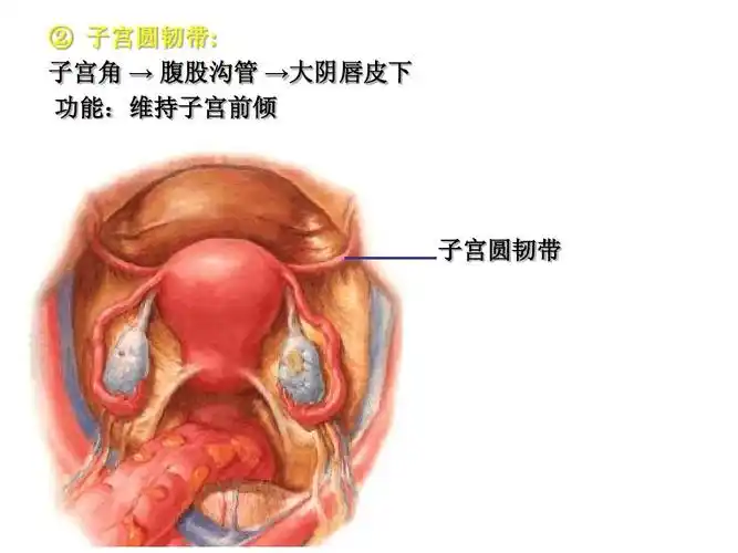 人体断面与影像解剖学盆部与会阴之一ppt